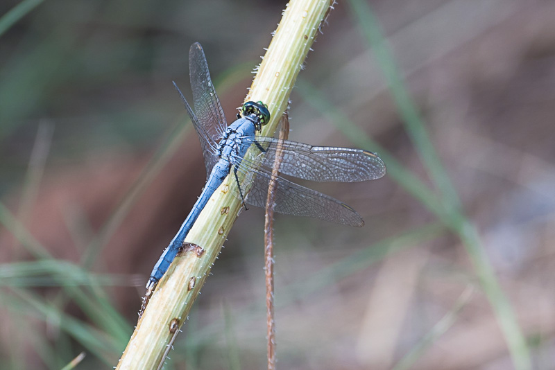 Eastern Pondhawk